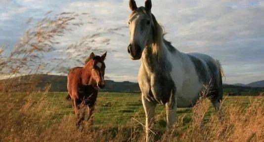 1978年属马是什么命：1978年属马人命运解析，性格特质与人生机遇全指南