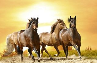 1978年属马是什么命：1978年属马人命运解析，性格特质与人生机遇全指南