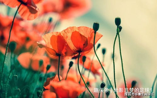 姻缘是前世注定的么吗：姻缘，前世的红线还是今生的相遇？