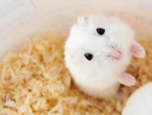 狗狗与仓鼠的姻缘是什么:狗狗与仓鼠的姻缘,一场欢喜冤家的奇妙相遇