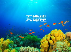 谁是天蝎座的姻缘最准：天蝎座的姻缘密码，揭秘谁是命中注定的伴侣