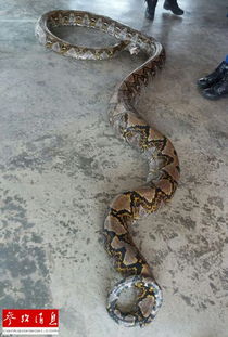 女人梦见超级大蟒蛇吃人:梦里被巨蟒追赶吞噬,她惊醒后发现… 女人梦见超级大蟒蛇吃人:梦里被巨蟒追赶吞噬,她惊醒后发现…