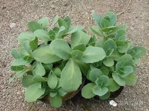 金荞麦图片:金荞麦的图片与介绍,一种兼具观赏与实用价值的植物