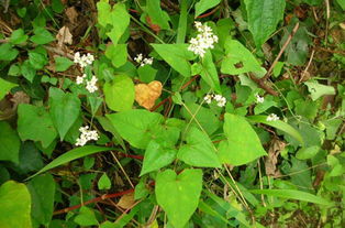 金荞麦图片：金荞麦的图片与介绍，一种兼具观赏与实用价值的植物