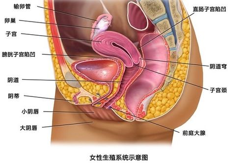 女性生殖外部结构构造:解密女性生殖外部结构构造,形态、功能与临床相关性