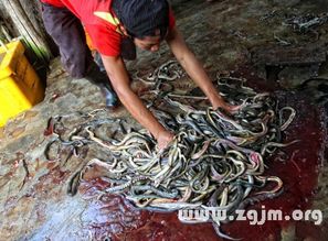 梦见自己打死了一条蛇：解密潜意识，梦见打死蛇的隐喻与启示