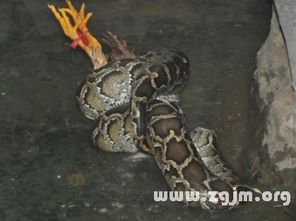 梦见自己打死了一条蛇:解密潜意识,梦见打死蛇的隐喻与启示