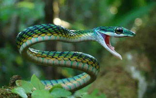 梦见自己打死了一条蛇：解密潜意识，梦见打死蛇的隐喻与启示