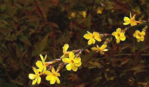 连翘：探秘连翘，早春报春的金腰带