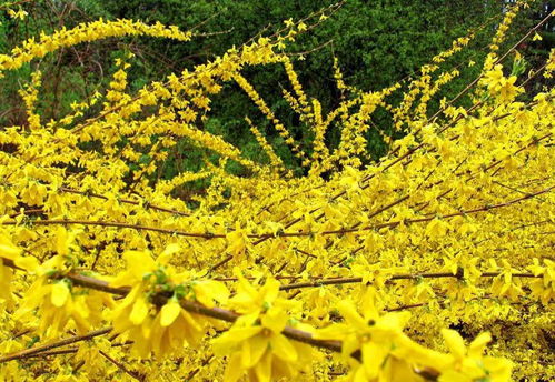 连翘:探秘连翘,早春报春的金腰带