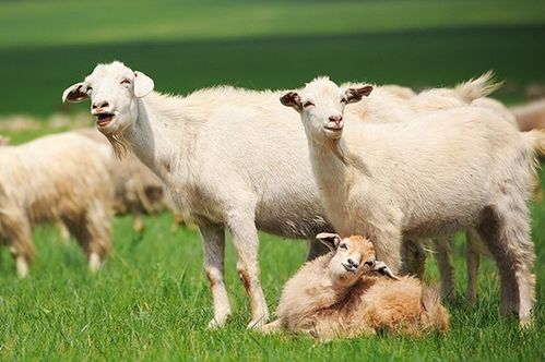 91年羊30岁是个坎：30岁是人生分水岭？属羊人的十年转折与破局之道