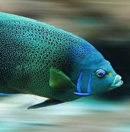 梦见别人抓鱼是什么预兆：梦见别人抓鱼是什么预兆？