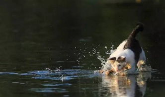 梦见别人抓鱼是什么预兆：梦见别人抓鱼是什么预兆？