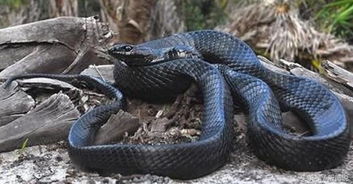 女人梦见自己被蛇追：梦里被蛇追赶，她惊醒后发现…