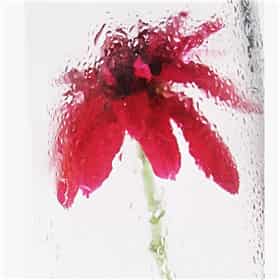 做梦梦到花圈什么预兆：做梦梦到花圈，是什么预兆？解密梦境中的花圈象征