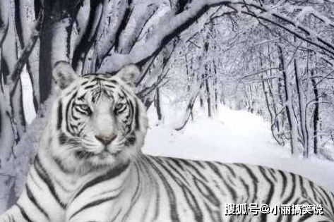 属虎1986年终身命运：丙寅虎年命理解码，1986属虎人三生九世的运势轨迹与人生启示