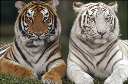 属虎1986年终身命运:丙寅虎年命理解码,1986属虎人三生九世的运势轨迹与人生启示 属虎1986年终身命运:丙寅虎年命理解码,1986属虎人三生九世的运势轨迹与人生启示