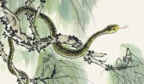 属蛇人命中注定的丈夫:属蛇人命中注定的丈夫,命理暗示的三大特质与相遇时机 属蛇人命中注定的丈夫:属蛇人命中注定的丈夫,命理暗示的三大特质与相遇时机