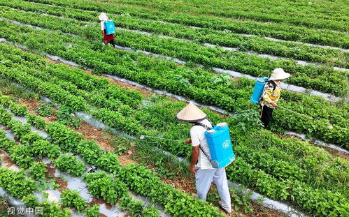 种植中药材：中药材种植，致富路上的绿色希望