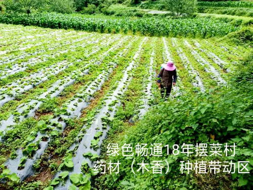 种植中药材：中药材种植，致富路上的绿色希望