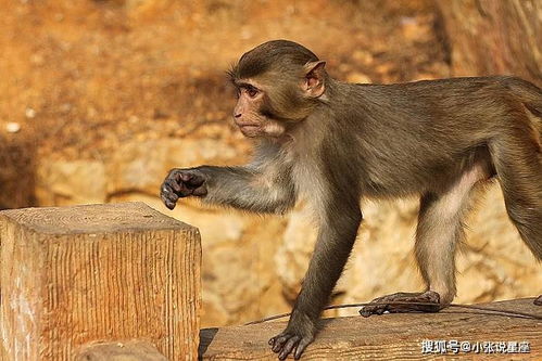 92年猴30岁后十年大运运程：92年属猴人30岁后十年大运运程深度解析，事业突破期与人生转折点