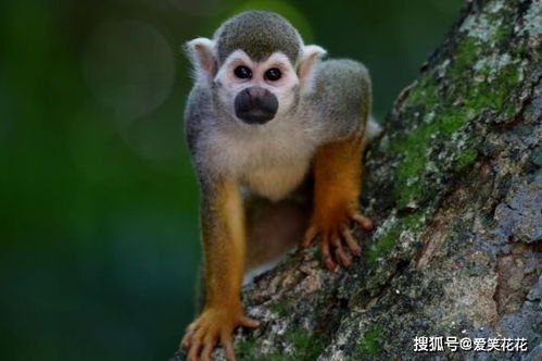 92年猴30岁后十年大运运程：92年属猴人30岁后十年大运运程深度解析，事业突破期与人生转折点