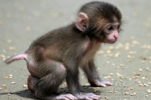 92年猴30岁后十年大运运程：92年属猴人30岁后十年大运运程深度解析，事业突破期与人生转折点