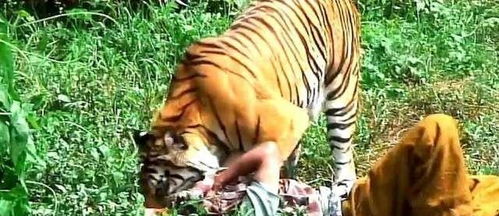 女人梦见老虎扑向自己吓醒了：女人梦见老虎扑向自己，解密梦境中的恐惧与潜意识