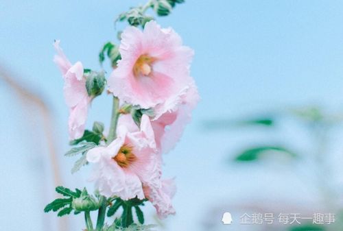 女生到达巅峰时的表现：巅峰绽放，女性在事业与人生的顶点如何从容而优雅地展现自我