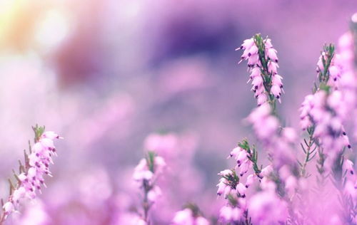 女生到达巅峰时的表现:巅峰绽放,女性在事业与人生的顶点如何从容而优雅地展现自我 女生到达巅峰时的表现:巅峰绽放,女性在事业与人生的顶点如何从容而优雅地展现自我