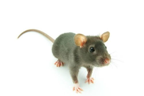 84年属鼠人39岁有桃花劫：84年属鼠人39岁必看！解析桃花劫破解指南，化解情场危机稳住事业运