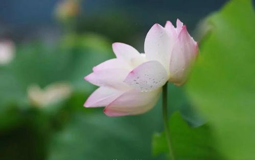 莲子:莲子,水中仙子的馈赠