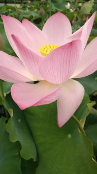 莲子：莲子，水中仙子的馈赠