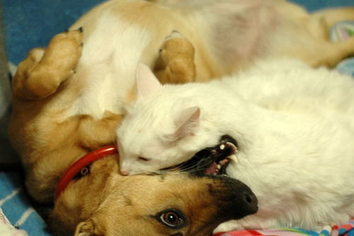 梦见把狗打死：梦见把狗打死，一场关于内心冲突的隐喻