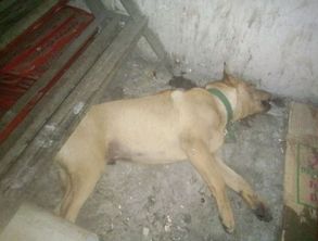 梦见把狗打死：梦见把狗打死，一场关于内心冲突的隐喻