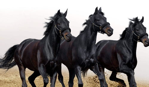 今晚一定出准确生肖特马图片：独家揭秘！今晚生肖特马精准预测，助您把握幸运时机