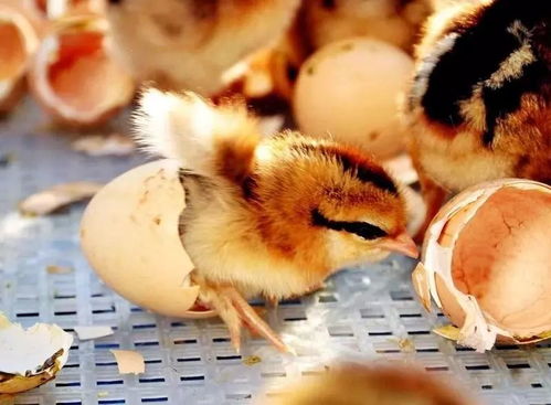 梦见小鸡是什么预兆：梦里孵小鸡，传统预兆与现代解读