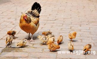 梦见小鸡是什么预兆：梦里孵小鸡，传统预兆与现代解读