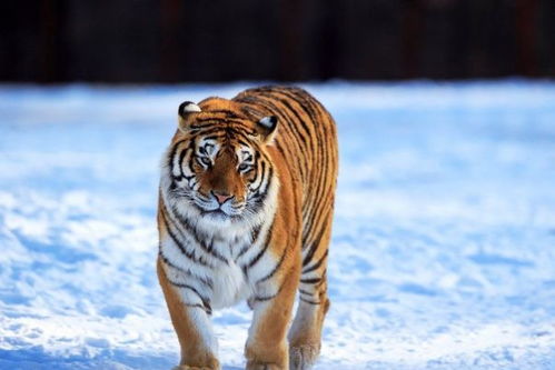 74年属虎49岁有一灾：74年属虎49岁运势预警，太岁当头需警惕，三招化解破运危机