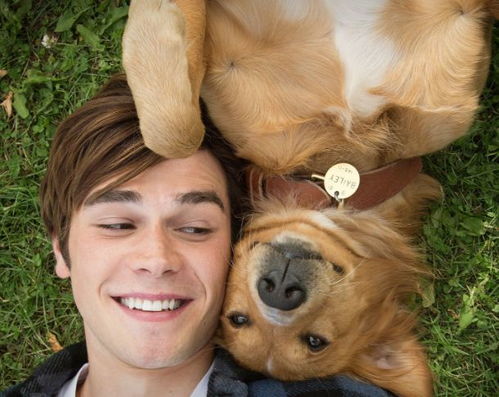 94年狗结婚最佳年龄：94岁狗狗的结婚指南，科学年龄与情感陪伴的平衡之道