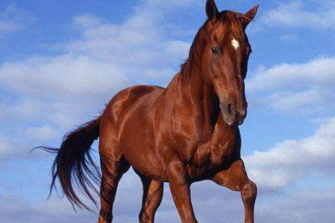 属马人2021年运势运程：属马人2021年运势全解析，吉凶详尽，事业爱情双丰收！