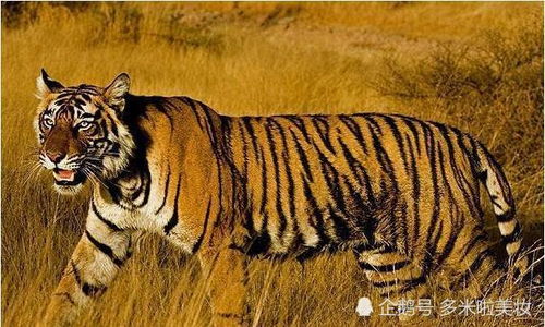 属虎人最佳配偶3个人：属虎人最佳配偶揭秘，这3类伴侣能助你成就幸福人生