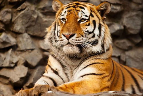 属虎人最佳配偶3个人：属虎人最佳配偶揭秘，这3类伴侣能助你成就幸福人生