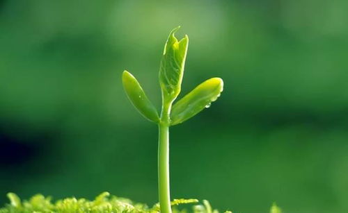 怀孕前兆一般会做什么梦：怀孕前兆的梦境信号，这些梦境可能预示着好孕降临