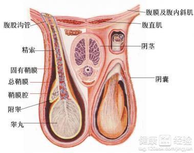 补睾丸最好的中药秘方:补睾丸最好的中药秘方 补睾丸最好的中药秘方:补睾丸最好的中药秘方
