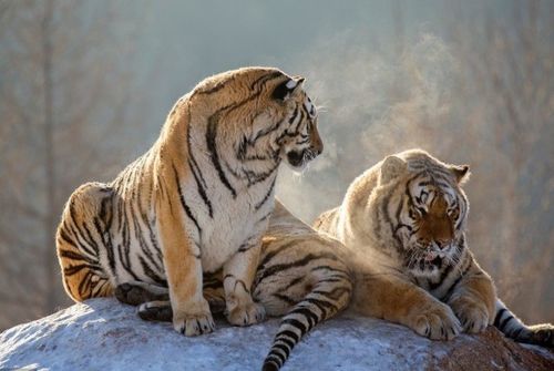 属虎人最难熬的年龄：属虎人最需警惕的三个年龄阶段，破局关键在主动求变