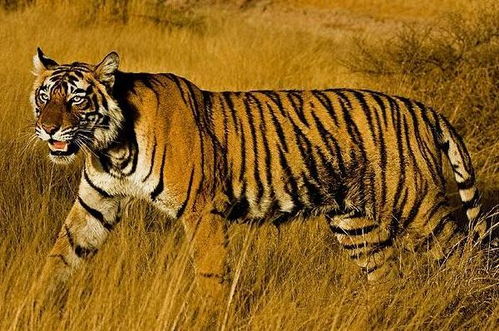 属虎人最难熬的年龄:属虎人最需警惕的三个年龄阶段,破局关键在主动求变