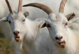 属羊女几月出生是富婆命:属羊女命理解析,这五个月出生的属羊女天生携财星降临,财富与机遇并存 属羊女几月出生是富婆命:属羊女命理解析,这五个月出生的属羊女天生携财星降临,财富与机遇并存