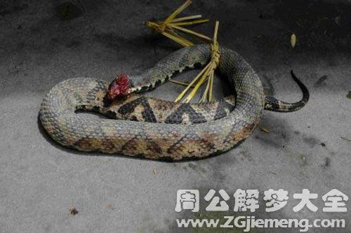 梦见蛇好不好:梦见蛇好不好?传统文化与心理学的双重解读 梦见蛇好不好:梦见蛇好不好?传统文化与心理学的双重解读