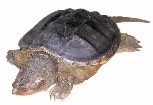 梦见乌龟和鱼是什么预兆吗:梦见乌龟和鱼,潜意识中的神秘预兆 梦见乌龟和鱼是什么预兆吗:梦见乌龟和鱼,潜意识中的神秘预兆